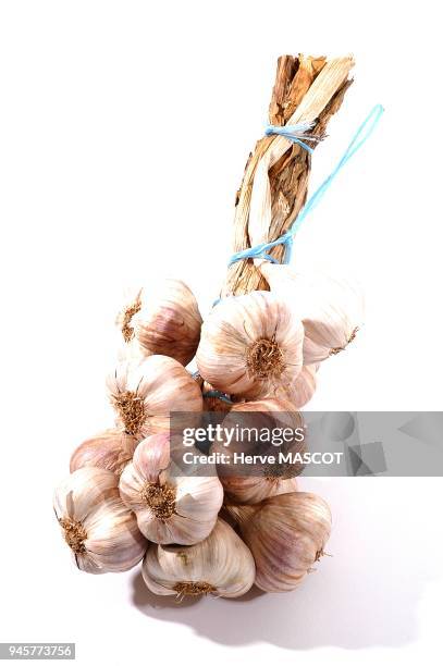 Clove of garlic on white back ground. Gousse d ail sur fond blanc.