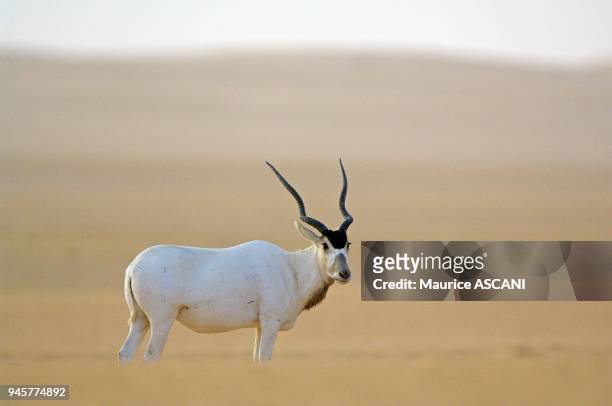 Massif de Termit, Niger. Addax L'addax est la derniere plus grande antilope saharienne sauvage encore vivante dans les endroits les plus...