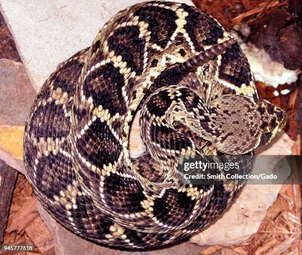 Eastern diamondback rattlesnake , 2005. Image courtesy Centers for Disease Control / Edward J. Wozniak.