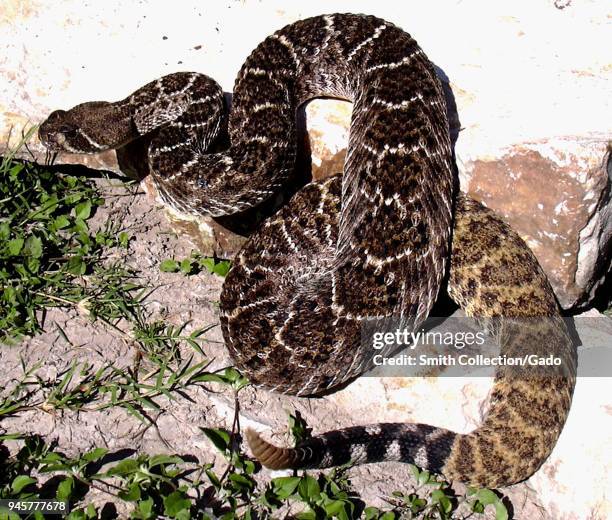 742 Diamondback Rattlesnake Stock Photos, High-Res Pictures, and Images ...