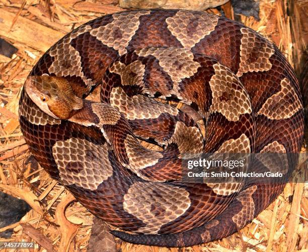 Northern copperhead snake , 2005. Image courtesy Centers for Disease Control / Edward J. Wozniak.