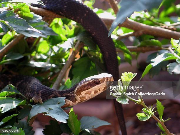 Florida cottonmouth snake climbing amongst foliage, Florida. Image courtesy Centers for Disease Control / Edward J. Wozniak.
