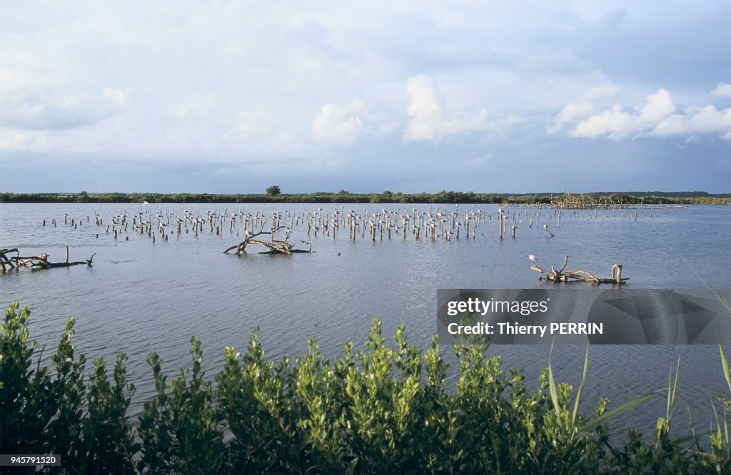 PARC ORNITHOLOGIQUE DU TEICH, GIRONDE, FRANCE