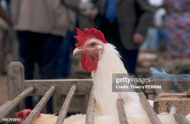 POULE BLANCE A CRETE ROUGE, VOLAILLE, MARCHE.