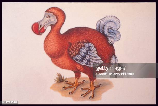 Gravure d'un dodo, ?le Maurice.