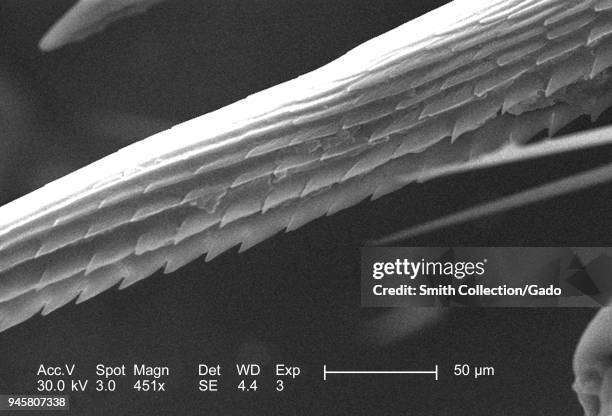 Anatomical morphology in the exoskeletal adnexal barb of an unidentified roach, depicted in the 451x magnified scanning electron microscopic image,...