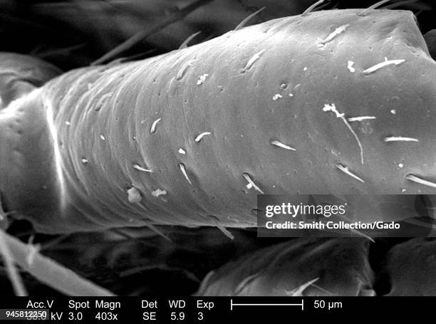 Chitinous Insect Chitinous Photos and Premium High Res Pictures - Getty Images