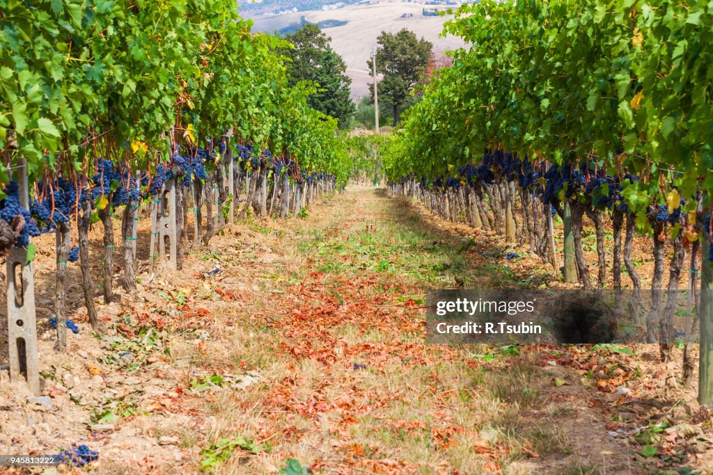 Lines of vineyards
