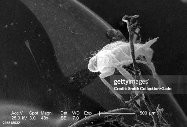 Exoskeleton Inside Insect Insect Exoskeleton Photos and Premium High Res Pictures - Getty Images