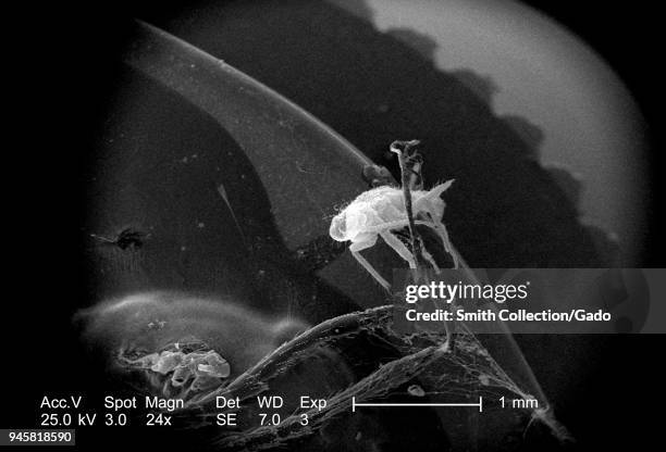 Exoskeleton Inside Insect 371 Insect Exoskeleton Stock Photos, High-Res Pictures, and Images ...