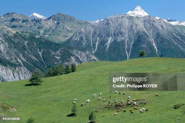 Le Queyras, plus haute vall?e des Hautes-Alpes, est un site prot?g? gr?ce au Parc Naturel R?gional qui s'?tend au travers des alpages et des for?ts...