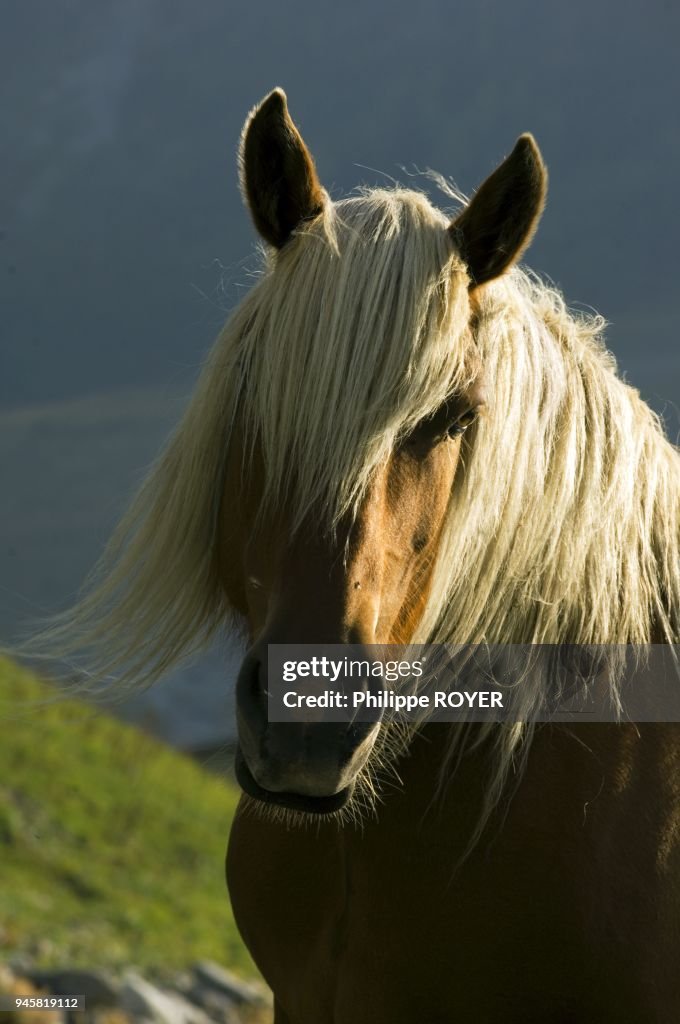 DRAUGHT HORSE