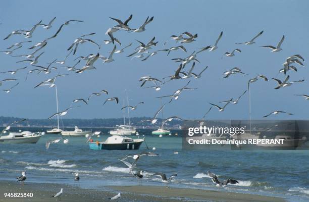 Le Bassin d'Arcachon est une petite mer qu'entretient un ?troit passage ouvert sur l'Atlantique. Les c?l?bres parcs ? hu?tres de ce site sont...