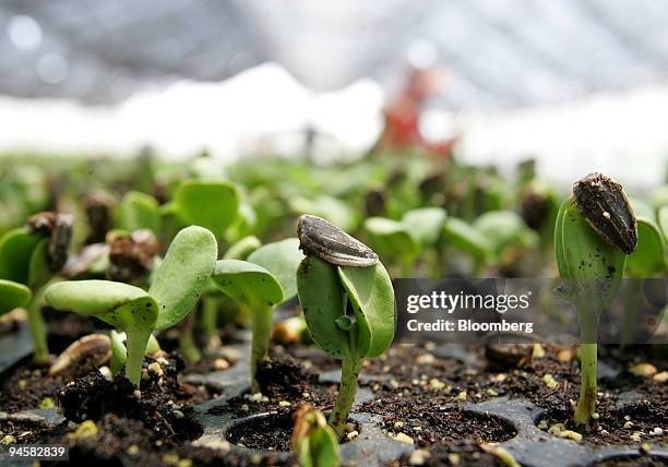 The seeds of sunflowers stand in a farm in Taoyuan, Taipei county, Taiwan, on Wednesday, July 4, 2007. The government is paying farmers to plant...