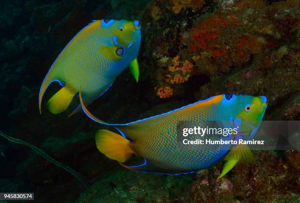 queen angelfish. - queen angelfish stock pictures, royalty-free photos & images