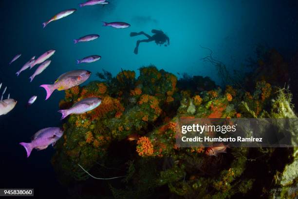 creole wrasses and diver. - creole wrasse stock pictures, royalty-free photos & images
