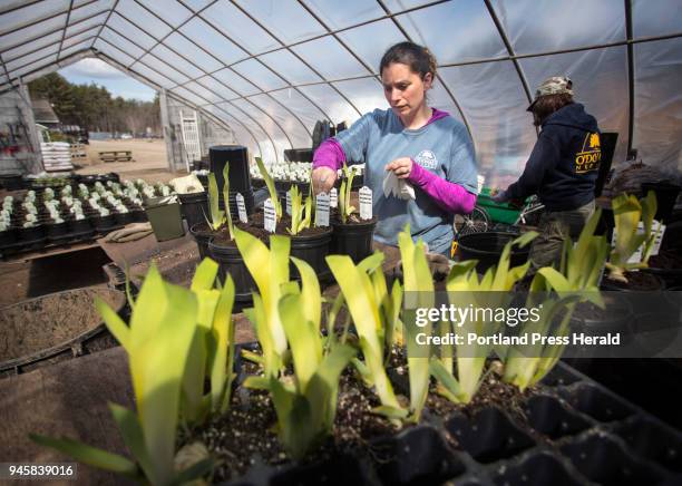 Donal Spring 28 Donal Spring Photos & High Res Pictures - Getty Images