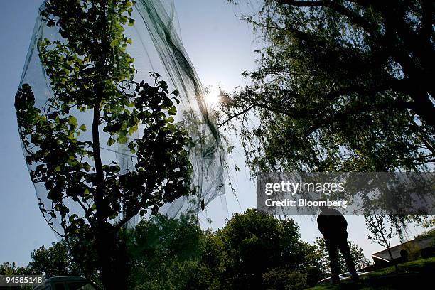 Chicago Botanic Garden Plant Health Care supervisor Thomas Tiddens stands near a small Gingko tree covered in protective netting at the Botanic...