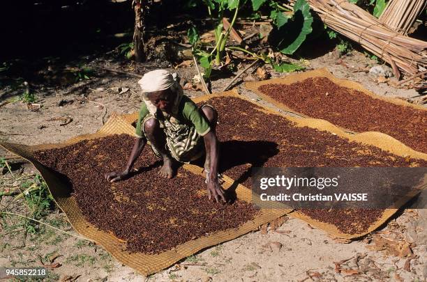 Le girofle de madagascar sert beaucoup dans les cigarettes indonesiennes.