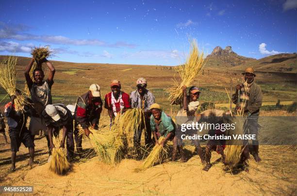 Le riz est l'aliment de base des Malgaches.