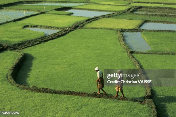Madagascar Riz 35 Madagascar Riz Stock Photos, High-Res Pictures, and Images - Getty ...