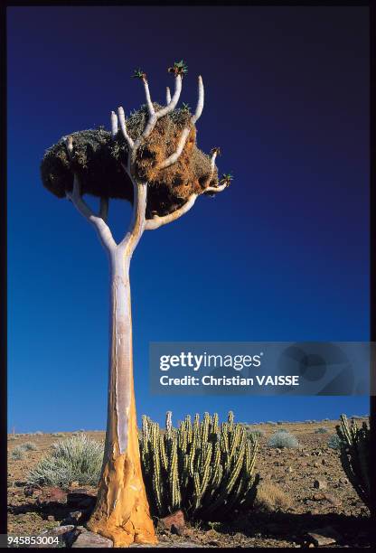 Aloe dichotoma Le kokerboom ou arbre-carquois est en fait un alo?s pouvant atteindre 8 m de haut. Aloe dichotoma Le kokerboom ou arbre-carquois est...