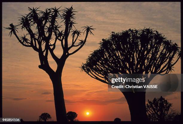 Aloe dichotoma Le kokerboom ou arbre-carquois est en fait un alo?s pouvant atteindre 8 m de haut. Aloe dichotoma Le kokerboom ou arbre-carquois est...