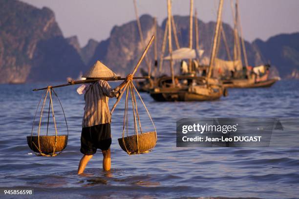 FEMME ET SA PALANCHE, BAIE D'HALONG, VIETNAM.