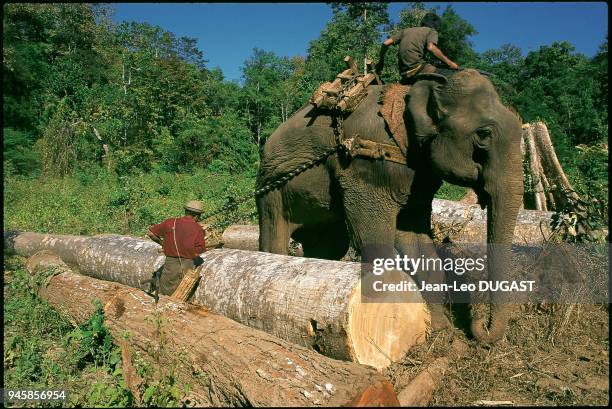 Elephant conduit par des b?cherons tirant des troncs d'arbres dans la r?gion de Toungoo en Birmanie.