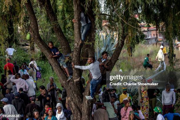 People climb trees to get a better view as the body of Winnie Mandela is returned to her home in Soweto the day before the funeral for the...