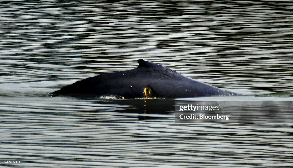 A baby humpback whale with an injured side swims in the Port