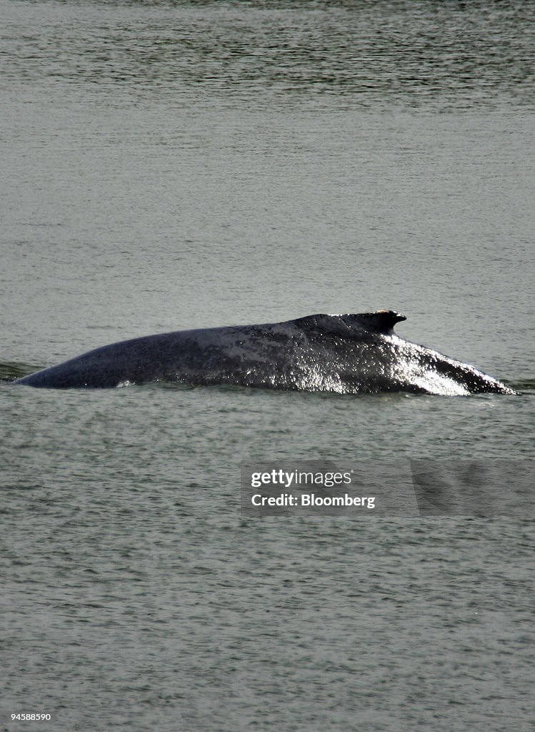 A humpback whale swims in the Port of Sacramento, West Sacra
