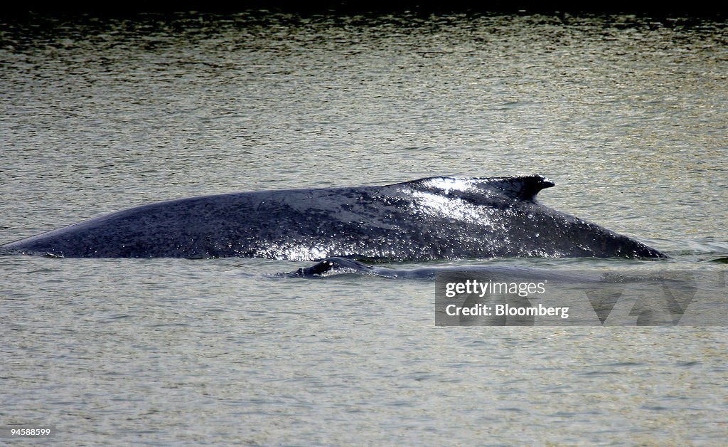 A mother humpback whale and her calf swims in the Port of Sa