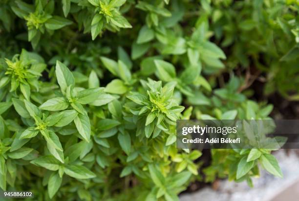 basils - peppermint geranium stock pictures, royalty-free photos & images