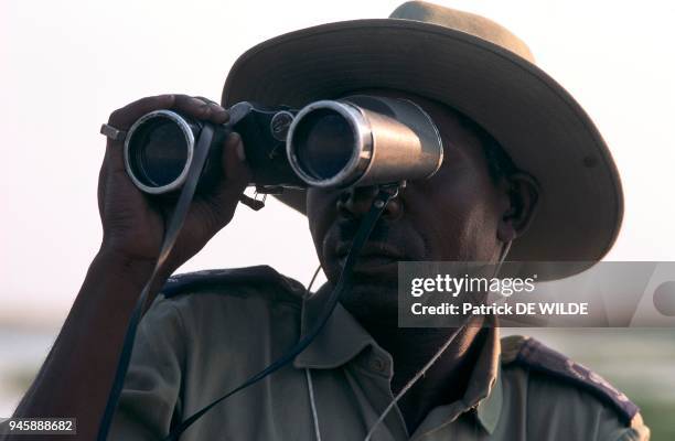 UN GUIDE DE SAFARI OBSERVANT AVEC SES JUMELLES, ZIMBABWE.