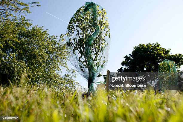 Small Gingko tree covered in protective netting at the Botanic Garden, Friday, May 18 in Glencoe, Illinois. Botanic Garden employees are planing to...