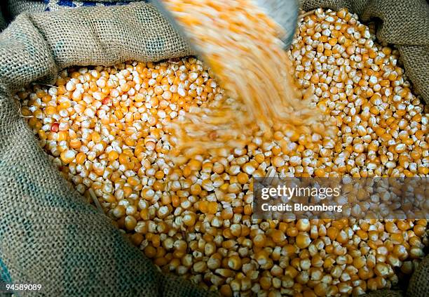 Dry corn is poured into a sack at a grocery store in Mumbai, India, on Monday, July 9, 2007. Farmers in India, the world's second-biggest vegetable...