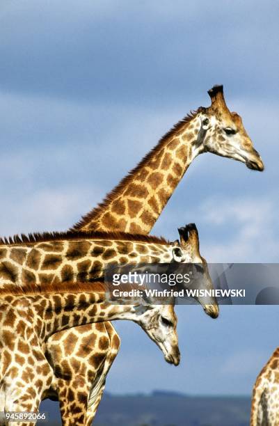 Girafe , Afrique.