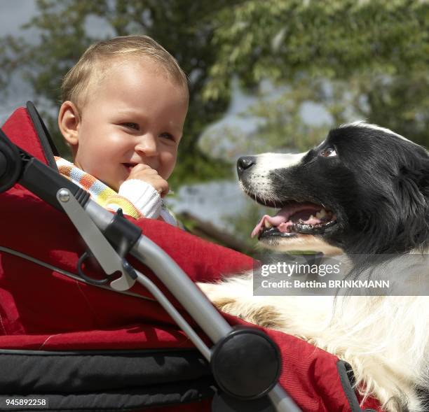 Un chien monte sur la poussette dans laquelle est assis un b?b? de 1 an.