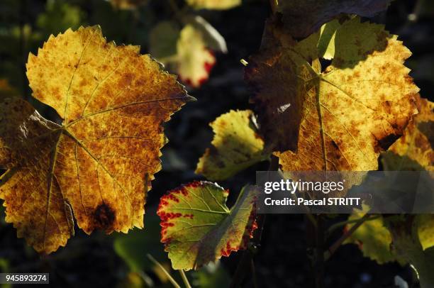 Feuilles de vigne en automne.