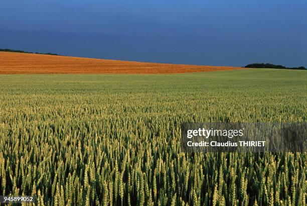 Agriculture. Culture de cereales. Champ de ble vert. Stade epiaison, floraison.