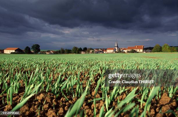 Agriculture. Culture de cereales. Orge d'hiver. Chams a l'automne sous ciel d'orage. Levee en ligne.