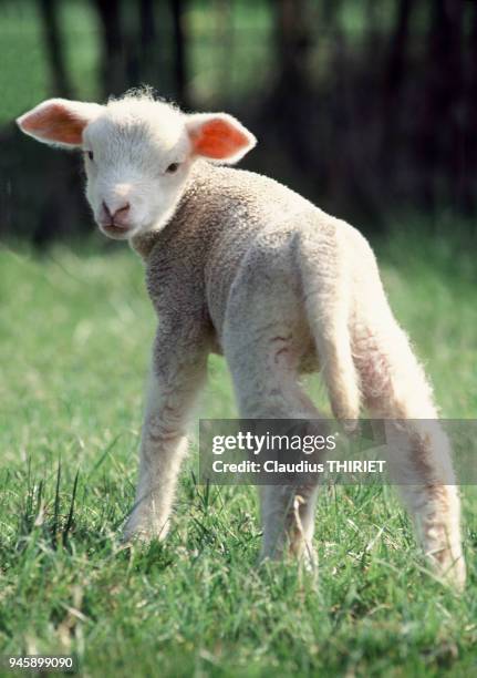 Agriculture. Elevage ovin. Mouton de race Est a laine Merinos. Agneau au parc au printemps. Agneau vu de dos, se retourne pour regarder en arriere.