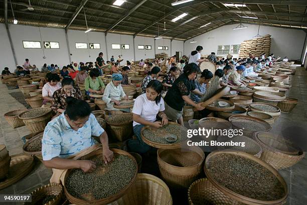 Java Coffee Plantation Java Beans Photos and Premium High Res Pictures - Getty Images
