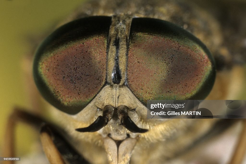 PORTRAIT IN MACROPHOTOGRAPHY OF PALE GIANT HORSEFLY (TABANUS BOVINUS) HEAD ON A FLOWER, TOURAINE