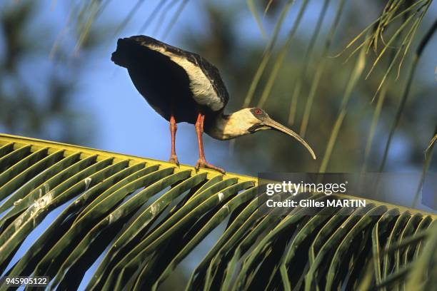 Hato El Frio, Llanos, Venezuela, portrait of a buff-necked ibis on a palm leaf.