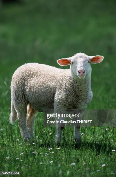 Agriculture. Elevage ovin. Mouton de race Est a laine Merinos. Agneau au parc au printemps.