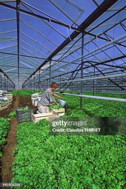 Agriculture. Maraichage en Lorraine. Culture de salade sous serre. R?colte, conditionnement des salades. Salade Batavia AGRICULTURE SERRE SALADE...