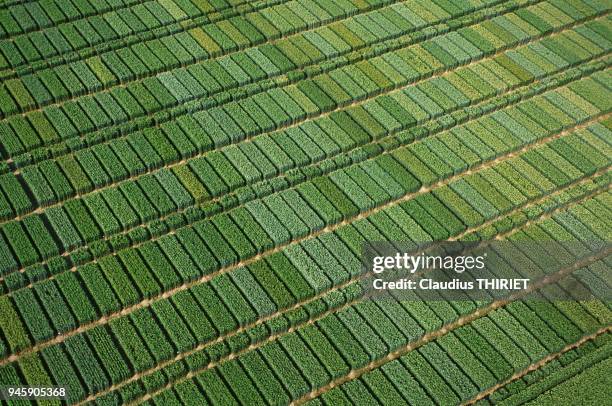 Agriculture. Vue aerienne de champs d'essais de cereales, essais de varietes, de fumure et de fongicide. Ble vert.