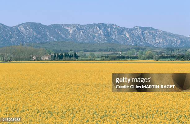 The Alpilles mountain range is a little limestone massif in the Provence region. Le massif des Alpilles est un petit massif calcaire de Provence.